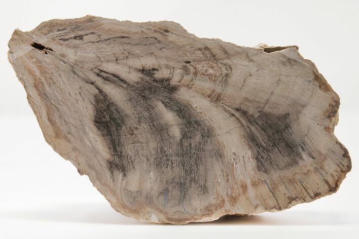 Devonian Petrified Wood From Oklahoma - Oldest True Wood #198071